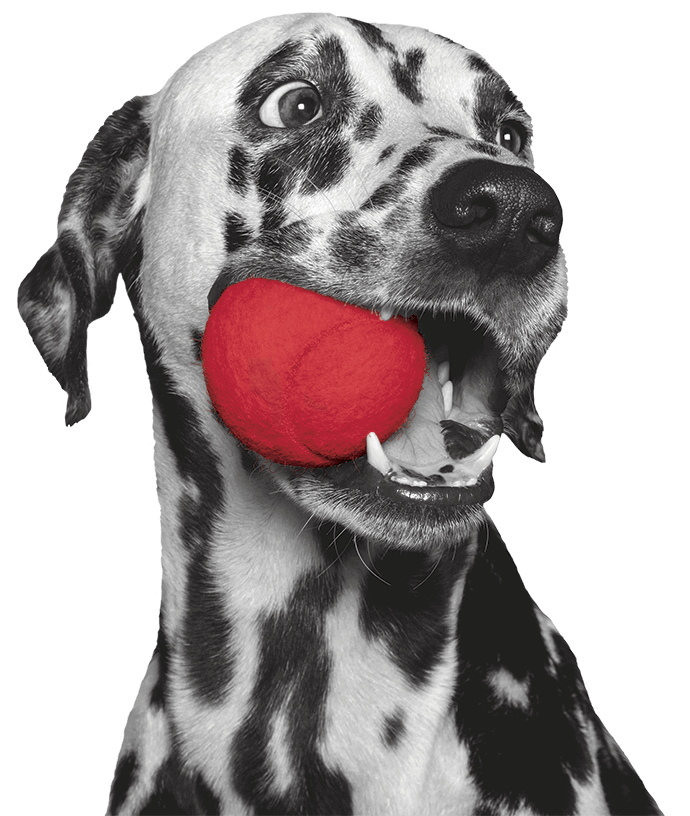 Mopdog Creative + Strategy logo